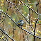 Yellow Rumped Warbler - Myrtle Sub Species