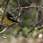 yellow-rumped flycatcher