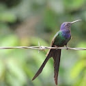 Swallow-Tailed Hummingbird