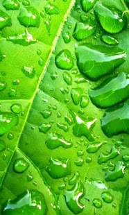 How to mod Leaves Wallpapers patch 1.0 apk for bluestacks