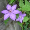 clematis hybrid 'Violet Charm'