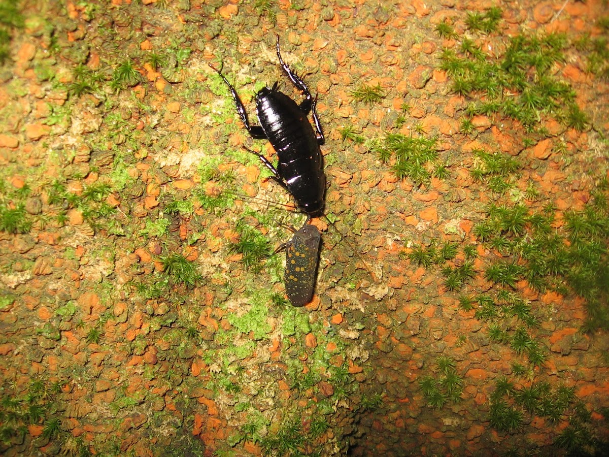 Eurycotis Cockroach + Leafhopper