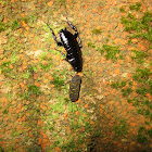 Eurycotis Cockroach + Leafhopper
