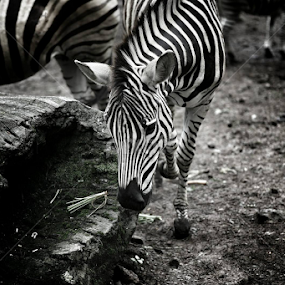 The camel by Purnomo Sidhi - Uncategorized All Uncategorized