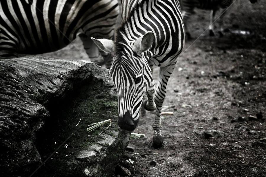 The camel by Purnomo Sidhi - Uncategorized All Uncategorized