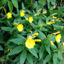 Evening primrose