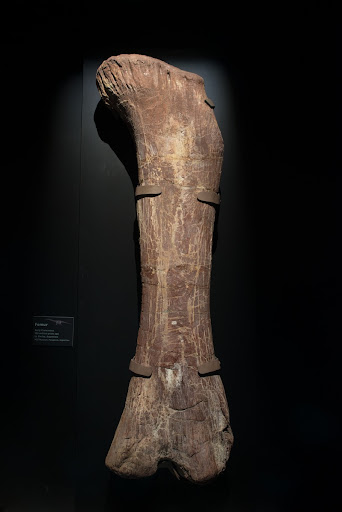 Titanosaur femur