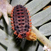 Vedalia Beetle Larvae