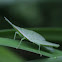 Grasshopper