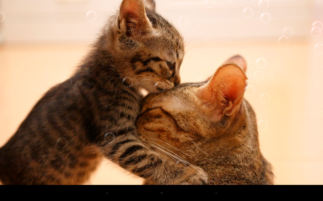  So  Cute  Cat  Live Wallpaper  Android Apps on Google Play