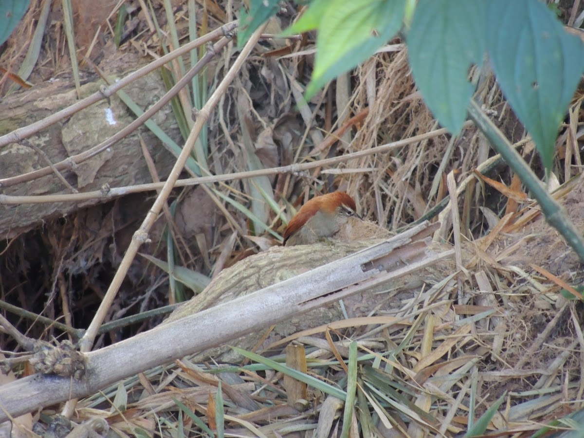 Yellow-Cinned Spinetail
