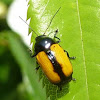 Cylindrical Leaf Beetle ♀