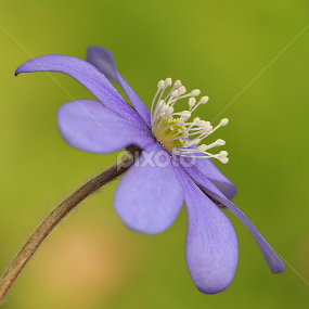 by Jane Bjerkli - Flowers Flowers in the Wild