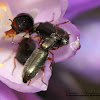 Soft-winged Flower Beetle
