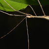 Winged Stick Insect, Phasmid - Male