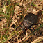 Common Black Ground Beetle