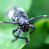Longicorns or Long-horned Beetle