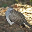 Bar-Shouldered Dove