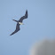 Magnificent Frigatebird