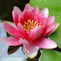Aphorism logo