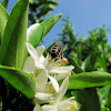 Carniolan honey bee,Abelha carnica