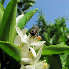 Carniolan honey bee,Abelha carnica