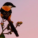 Long-tailed Shrike