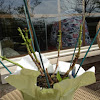 Sprouting Hydrangea