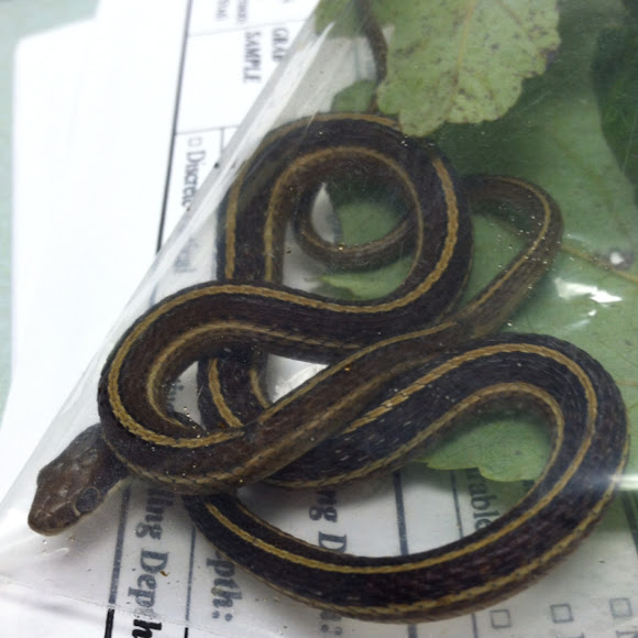 Eastern Ribbon Snake Project Noah