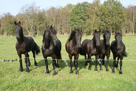 Lastest Horse Photo Free APK for Android