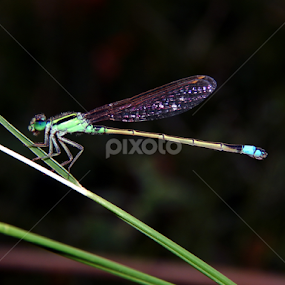 Damsfly by Mukesh Mishra - Novices Only Macro