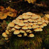 Clustered woodlover mushroom; sulphur tuft
