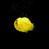 Sea Lemon (Nudibranch)