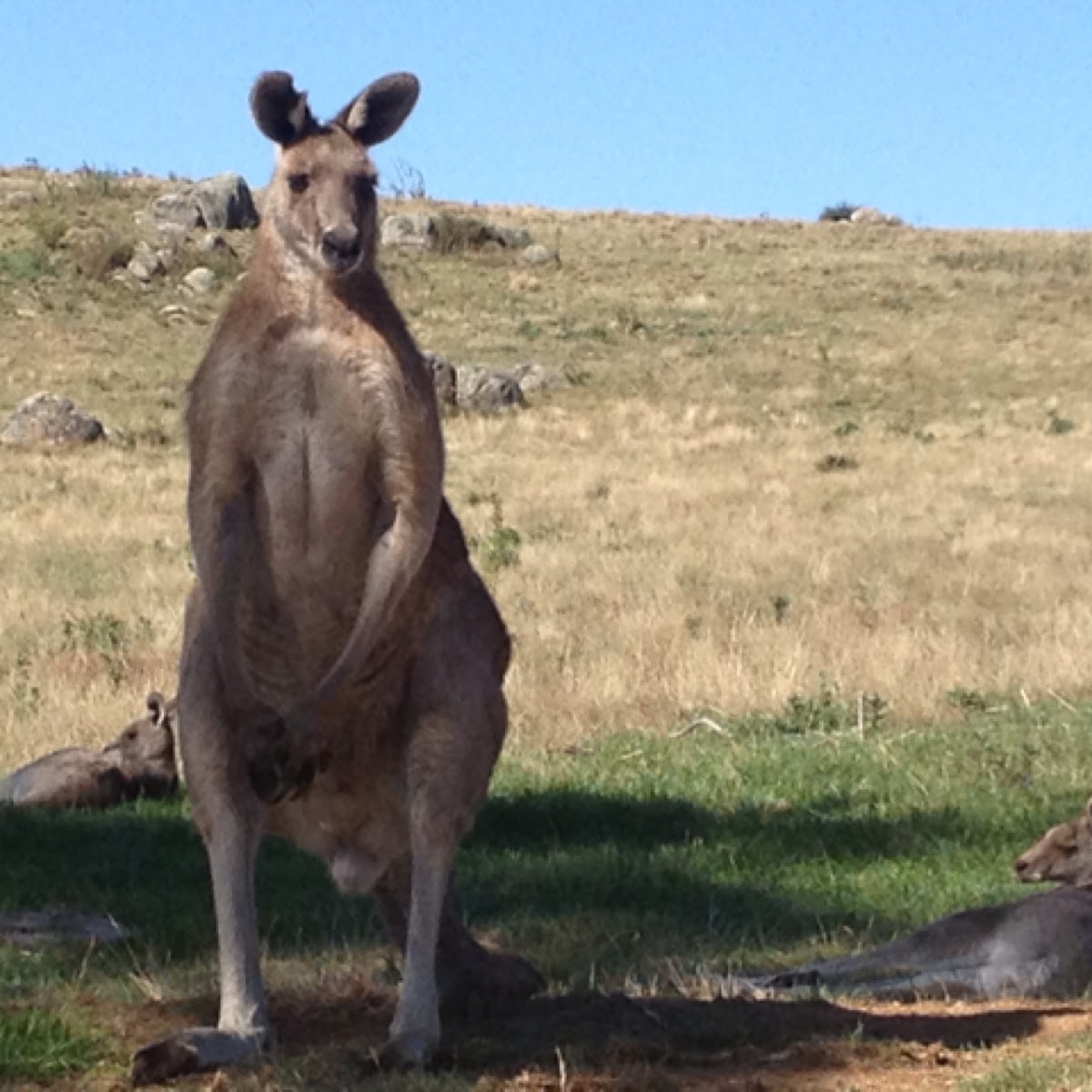Eastern kangaroo