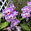 purple orchid