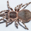 Rigel, Acanthoscurria Geniculata - Brazilian Giant Whiteknee Tarantula