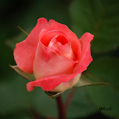 Flower Wallpapers Pink & White