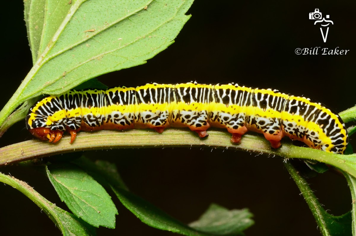 Zebra Caterpillar Moth - Hodges#10293