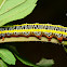 Zebra Caterpillar Moth - Hodges#10293