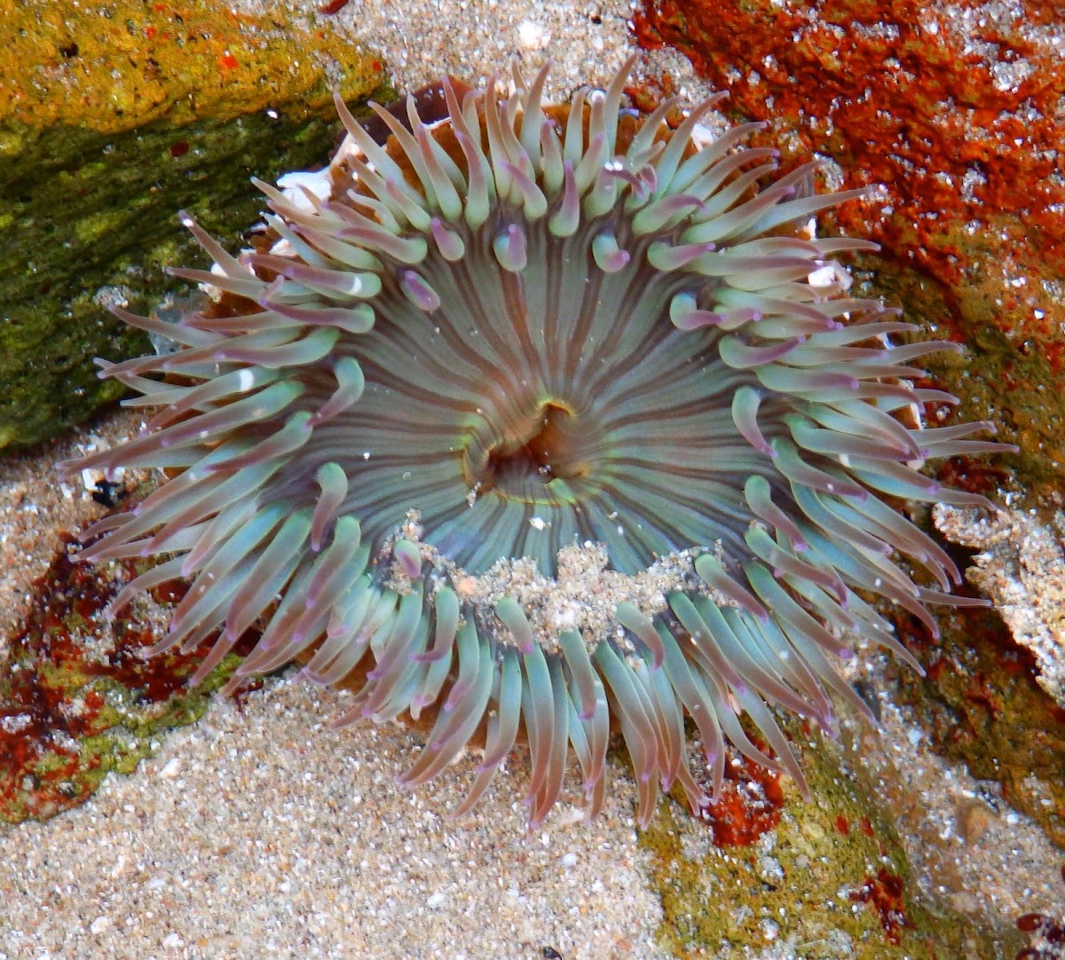 Starbust anemone