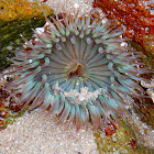 Starbust anemone