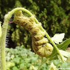 Carolina Sphinx Moth (Tobacco Hornworm)
