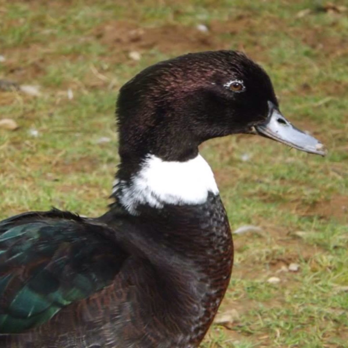 Mallard x Muscovy Duck (hybrid) Project Noah