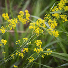 Lady's Bedstraw or Yellow Bedstraw