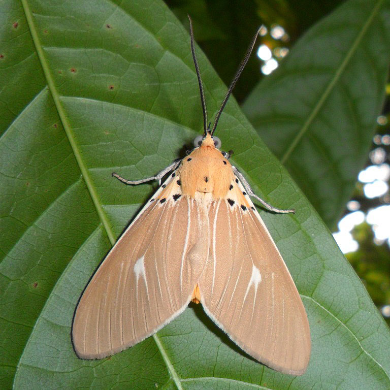 Asota Moth