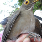 Bare-eyed Thrush