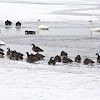 Trumpeter Swans