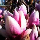 Magnolia Tree or Saucer Magnolia