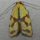 Sparganothis Fruitworm Moth