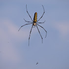 Golden Orb-web Spider